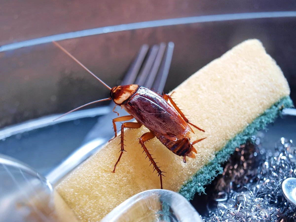 Éliminer les cafards dans sa cuisine : guide professionnel