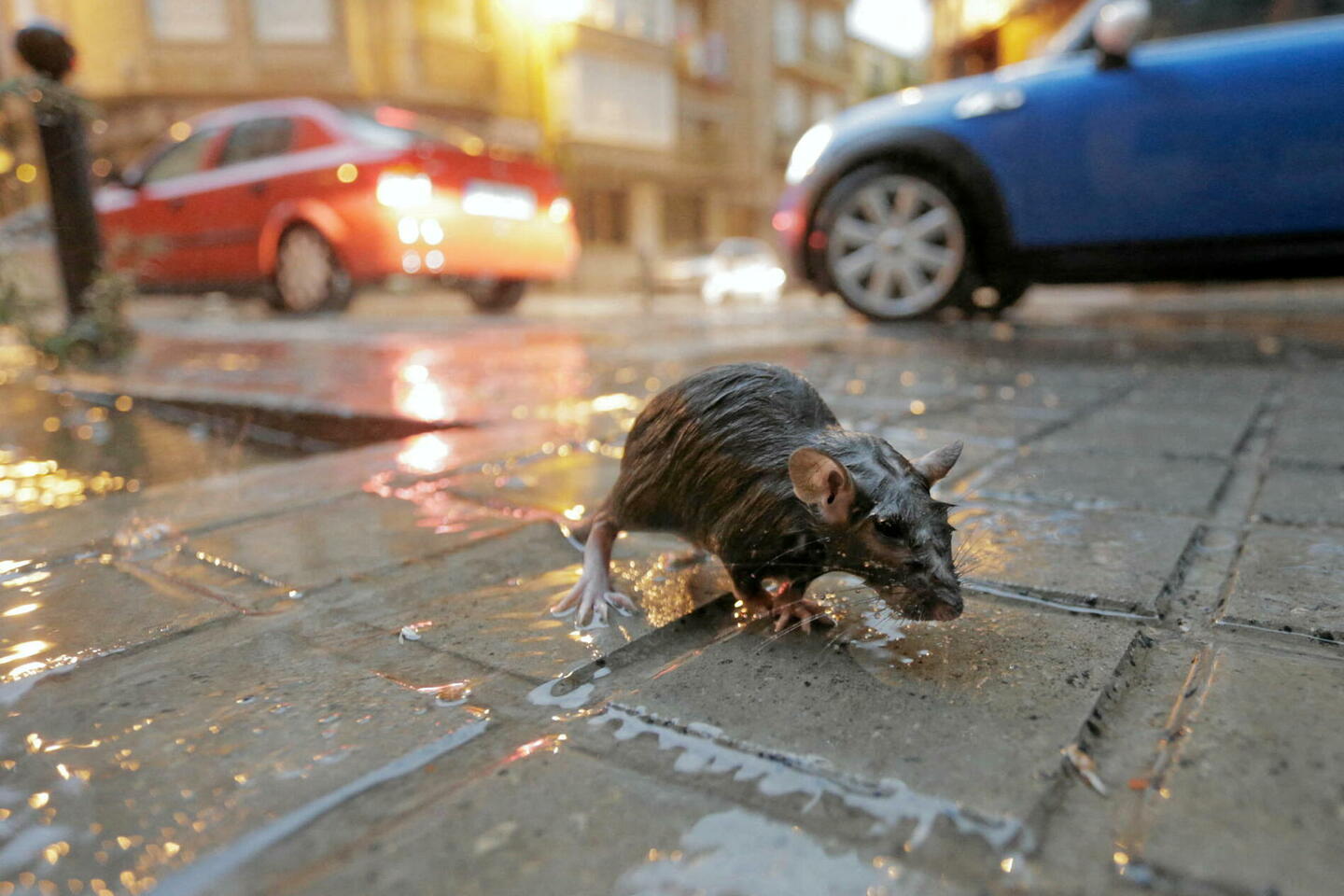 Comment éliminer définitivement les rats à Paris en 2025